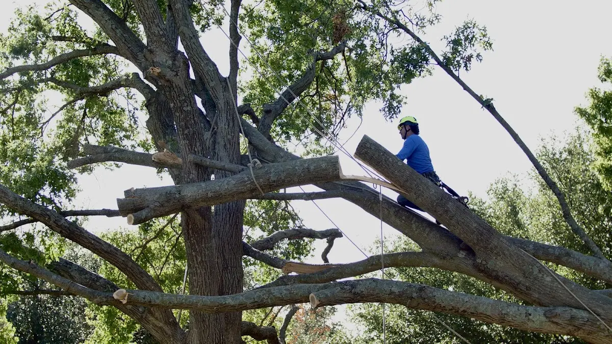 Professional Crown Thinning performed by certified arborists in Pearl River